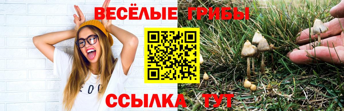 Псилоцибиновые грибы прущие грибы Губкин